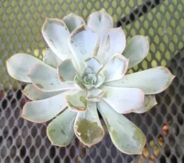 eszeweria-echeveria-kamienna-roza