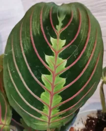 kolorowa-maranta-leuconeura-erythroneura