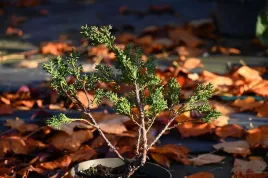jalowiec-chinski-shimpaku-juniperus-chinensis-0041