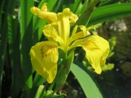 10-nasion-irys-wodny-iris-pseudacorus-kosaciec-zolty