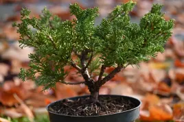 jalowiec-chinski-shimpaku-juniperus-chinensis-0042