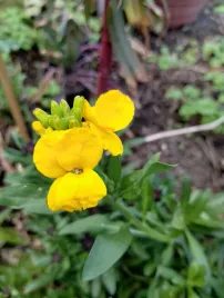 lak-pospolity-pachnacy-erysimum-cheiri-150-nasion