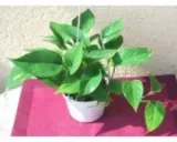 epipremnum-scindapsus