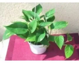 epipremnum-scindapsus