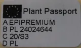epipremnum-scindapsus-rodzaj-rosliny-rosliny-zielone