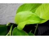epipremnum-aurea-neon