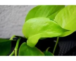 epipremnum-aurea-neon