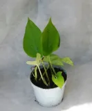 epipremnum-aurea-neon-rodzaj-rosliny-rosliny-zielone