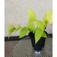 epipremnum-aurea-neon-waga-z-opakowaniem-1-kg