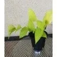 epipremnum-aurea-neon-waga-z-opakowaniem-1-kg