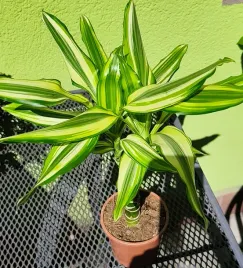 dracena-wonna-na-pniu