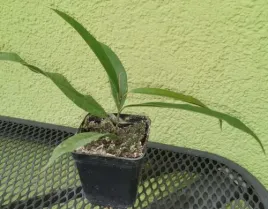 fikus-ficus-bennedijkii-ali-sadzonka