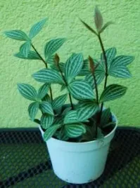 peperomia-tetragona-sadzonka