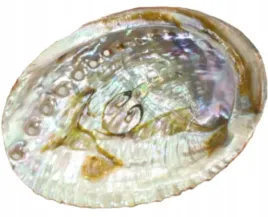 kadzidelko-muszla-paua-abalone-podstawka-do-kadzenia-ziol-szalwi-palo