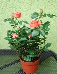 roza-miniaturka-rodzaj-rosliny-rosliny-kwitnace