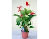 anthurium-anturium-czerwone