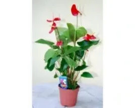 anthurium-anturium-czerwone