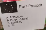 anthurium-anturium-czerwone-rodzaj-rosliny-rosliny-kwitnace
