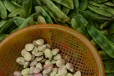 bob-prazony-solony-targroch-500g-stan-nowy