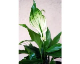 skrzydlokwiat-mini-spatyphyllum