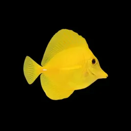 ryba-zebrasoma-flavescens-s