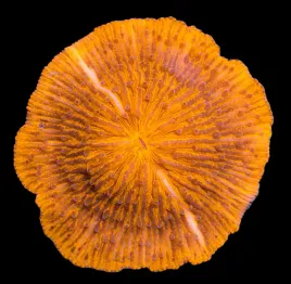 fungia-ultra-orange-sp