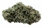 jack-herer-10g-4-1percent-cbd
