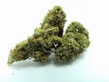 mango-cheese-10g-7percent-cbd