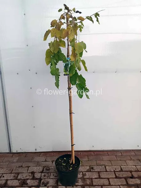 morwa-biala-pendula-c10-rodzaj-rosliny-inny