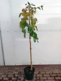 morwa-biala-pendula-c10-rodzaj-rosliny-inny