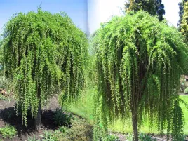 modrzew-japonski-pendula-zwisajacy-na-pniu-150cm-c5