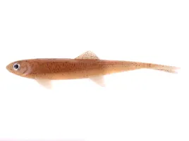 d-a-m-guma-dam-effzett-split-tail-140mm-milkshake-sb5