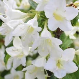 krzewuszka-cudowna-candida-weigela-w-doniczkach-p11-wysokosc-40-60-cm