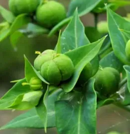 wilczomlecz-groszkowy-euphorbia-lathyris-l-na-krety-10-nasion