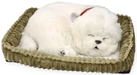 zaadoptuj-szczeniaczka-maltanczyk-perfect-petzzz