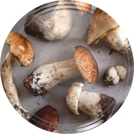 zakretka-fi-66-grzyby-4-zaczepy-zestaw-10szt-browin