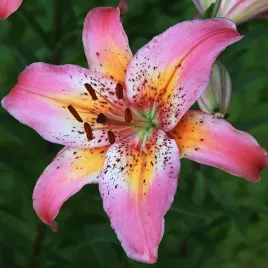 lilia-azjatycka-fancy-dance-18-20-or-100percent-zgodnosc-odmian-or