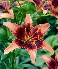 lilia-azjatycka-whistler-18-20-or-100percent-zgodnosc-odmian-or