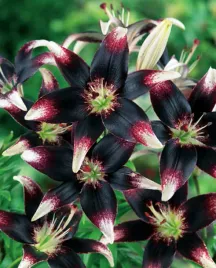 lilia-azjatycka-nettys-pride-18-20-or-100percent-zgodnosc-odmian-or