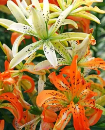 lilia-pelna-must-see-18-20-or-100percent-zgodnosc-odmian-or