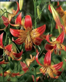 lilia-kolekcjonerska-fusion-18-20-or-100percent-zgodnosc-odmian-or