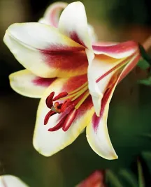 lilia-drzewiasta-passion-moon-22-24-or-100percent-zgodnosc-odmian-or