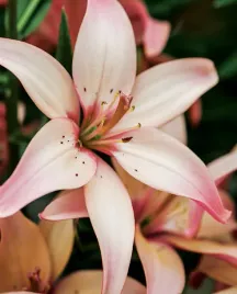 lilia-azjatycka-easy-waltz-18-20-or-100percent-zgodnosc-odmian-or