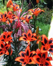 lilia-azjatycka-twosome-18-20-or-100percent-zgodnosc-odmian-or