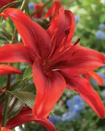 lilia-azjatycka-red-county-22-or-100percent-zgodnosc-odmian-or