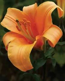 lilia-trabkowa-orange-planet-24-or-100percent-zgodnosc-odmian-or