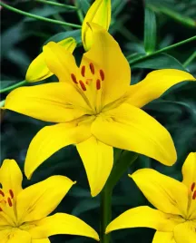 lilia-azjatycka-yellow-county-18-20-or-100percent-zgodnosc-odmian-or