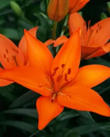 lilia-azjatycka-orange-ton-18-20-or-100percent-zgodnosc-odmian-or