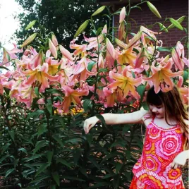 lilia-drzewiasta-elusive-22-or-100percent-zgodnosc-odmian-or