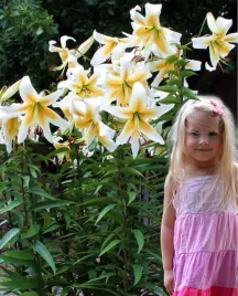 lilia-drzewiasta-mister-pistache-22-or-100percent-zgodnosc-odmian-or